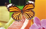 Las mariposas y las flores fondos de escritorio de disco (2) #14