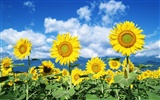 Blauer Himmel Sonnenblume Widescreen Wallpaper