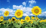 Azul cielo girasol Widescreen Wallpaper