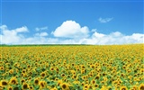 Blue sky sunflower Widescreen Wallpaper #2