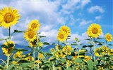 Blue sky sunflower Widescreen Wallpaper #4