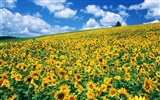 Blue sky sunflower Widescreen Wallpaper #6