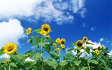 Azul cielo girasol Widescreen Wallpaper #8