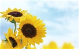 Ciel bleu de tournesol Widescreen Wallpaper #9