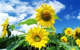 Blue sky sunflower Widescreen Wallpaper #10