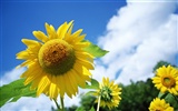 Ciel bleu de tournesol Widescreen Wallpaper #11