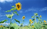 Blue sky sunflower Widescreen Wallpaper #12