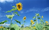 Ciel bleu de tournesol Widescreen Wallpaper #12