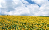 Blue sky sunflower Widescreen Wallpaper #13