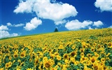 Blue sky sunflower Widescreen Wallpaper #14