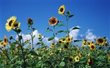 Blue sky sunflower Widescreen Wallpaper #15