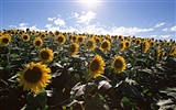 Blue sky sunflower Widescreen Wallpaper #16