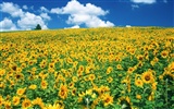 Blue sky sunflower Widescreen Wallpaper #18