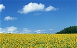 Blauer Himmel Sonnenblume Widescreen Wallpaper #19