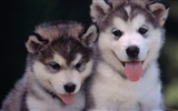 1600 dog photo wallpaper (12) #3