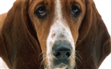 1600 fonds d'écran photo de chien (12) #9