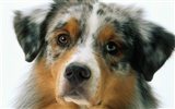 1600 fonds d'écran photo de chien (12) #10