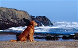 1600 dog photo wallpaper (12) #15