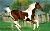 Horse Photo Wallpaper (1) #2