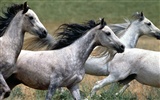 Horse Photo Wallpaper (1) #3