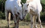 Horse Photo Wallpaper (1) #4