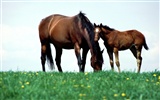 Horse Photo Wallpaper (1) #5