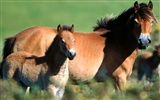 Horse Photo Wallpaper (1) #6