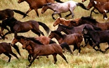 Horse Photo Wallpaper (1) #8