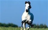 Horse Photo Wallpaper (1) #9