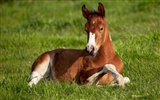 Horse Photo Wallpaper (1) #11