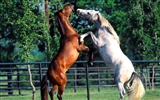 Horse Photo Wallpaper (1) #12