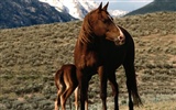 Horse Photo Wallpaper (1) #14