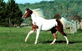 Horse Photo Wallpaper (1) #15