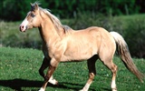 Horse Photo Wallpaper (1) #18