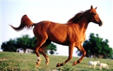 Horse Photo Wallpaper (1) #19