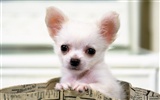 1600 dog photo wallpaper (13) #8