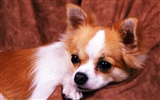 1600 dog photo wallpaper (13) #12