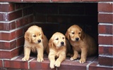 1600 dog photo wallpaper (13) #17