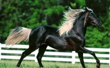 Horse Photo Wallpaper (2) #2