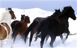Fondo de pantalla de fotos de caballos (2) #3