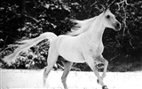 Koně Foto tapety (2) #4