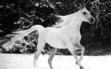 Horse Photo Wallpaper (2) #4