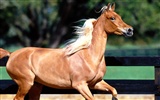 Horse Photo Wallpaper (2) #5