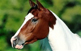 Fondo de pantalla de fotos de caballos (2) #8