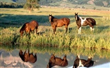 Horse Photo Wallpaper (2) #9