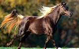 Fondo de pantalla de fotos de caballos (2) #13