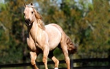 Horse Photo Wallpaper (2) #15