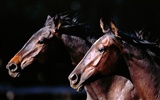 Horse Photo Wallpaper (2) #18