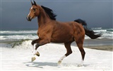 Horse Photo Wallpaper (2) #20