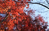 Maple Himmel Wallpaper (1) #2